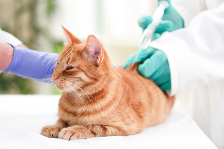 Veterinary Nurse Giving Cat Injection の写真素材