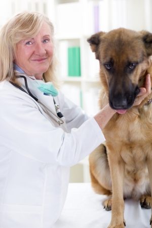senior veterinarian hugging and calms the dog の写真素材