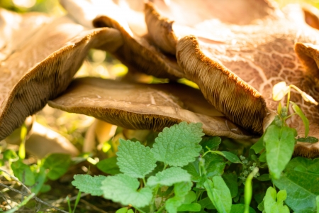 wild forest mushrooms on green grasの写真素材