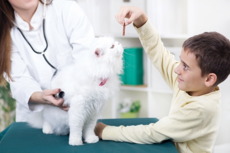 female wet  with stethoscope examines white Persian catの写真素材