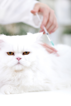 vet giving the vaccine to the white Persian catの写真素材