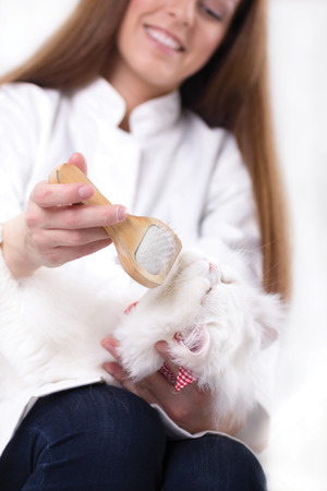 veterinarian comb the cat の写真素材
