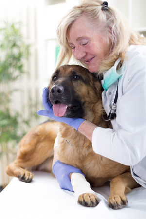 portrait of smiling senior veterinarian woman  calms German shepherd  dog の写真素材