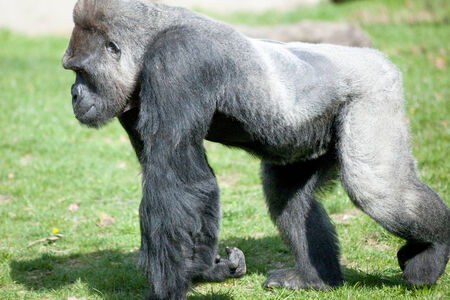 Male silverback gorilla at the zooの写真素材