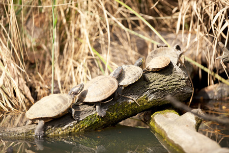 Painted Turtle Sunning on a Logの写真素材