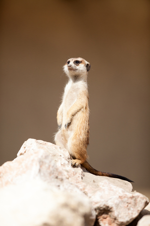 A meerkat on rock guardsの写真素材