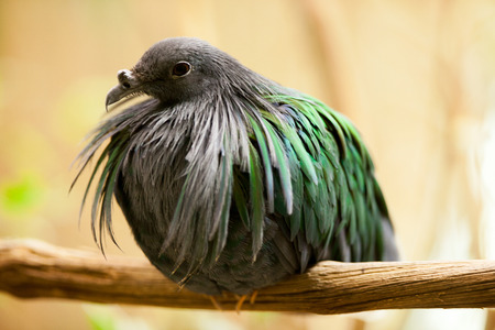 Close up of Nicobar Pigeonの写真素材