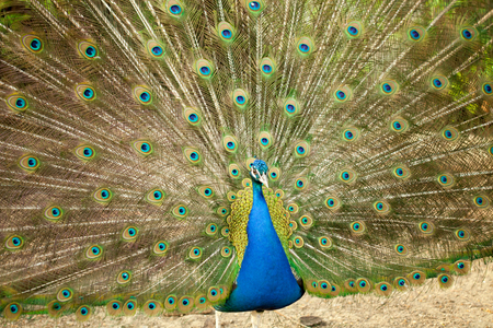 beautiful Portrait of Peacock with Feathers Outの写真素材