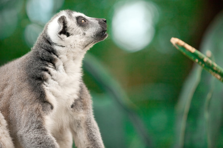 Close Up portrait Of Ring Tailed Lemurの写真素材