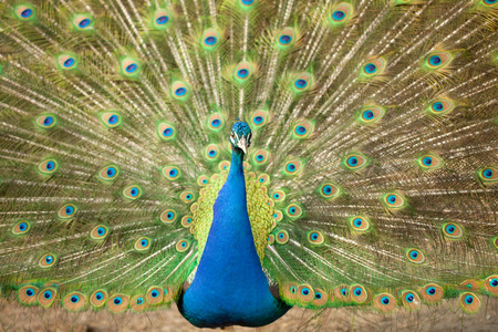 beautiful Portrait of Peacock with Feathers Out の写真素材