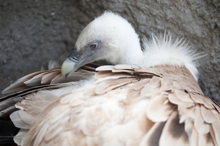 close up of griffon vultureの写真素材