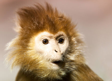 Javan lutung portrait in zooの写真素材