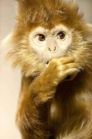 Javan lutung portrait in zooの写真素材