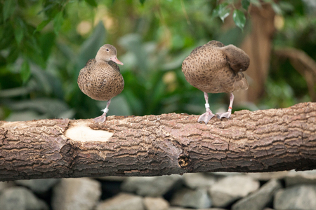 pair ducks togetherness in zooの写真素材