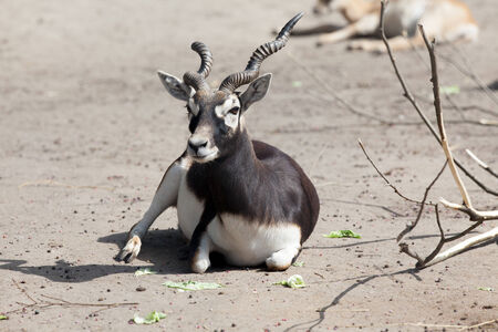 Indian Black Buck Antelope in zooの写真素材