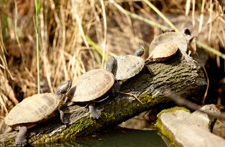 Painted Turtle Sunning on a Logの写真素材