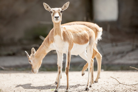 two female black buck の写真素材