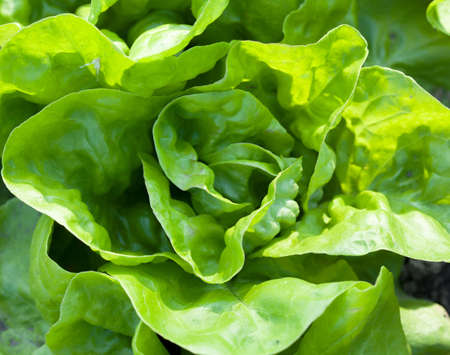 fresh lettuce with green leafの写真素材