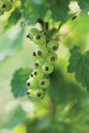 Unripened green tomatoes in the home garden or farmの写真素材