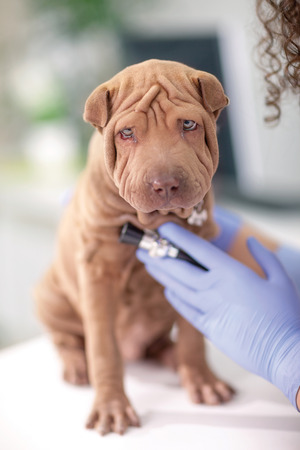 female wet  with stethoscope examines puppy Shar Pei dogの写真素材