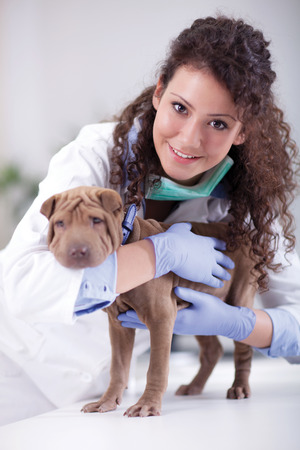 veterinarian hugging and calms the dogの写真素材