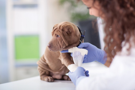 Shar Pei dog getting bandage after injury on his legの写真素材