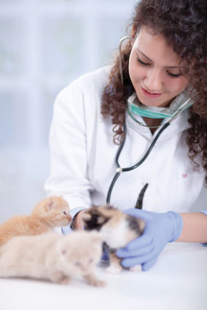 female wet  with stethoscope examines four beautiful little  kittens の写真素材