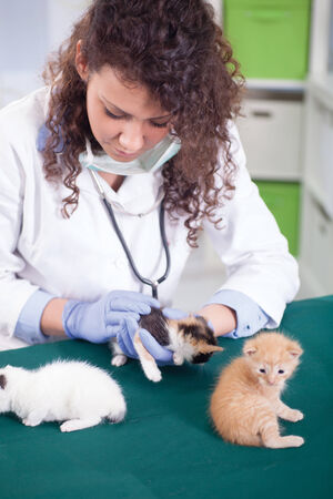 young female wet  with stethoscope examines four beautiful little  kittensの写真素材
