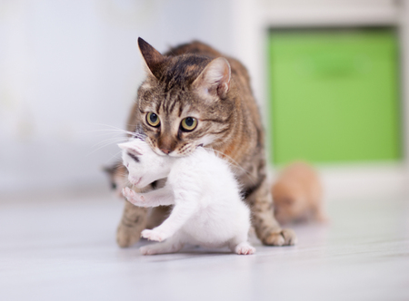 cat and small little kittenの写真素材
