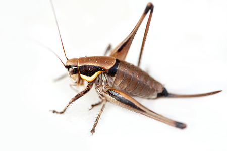 macro shot of grasshopper on whiteの写真素材
