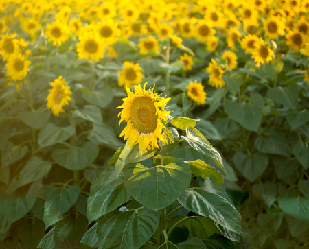 field of blooming sunflowersの写真素材