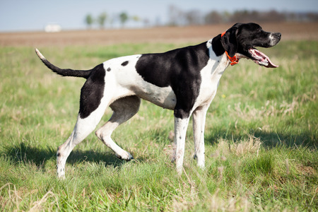 English Pointer standing on the green grassの写真素材
