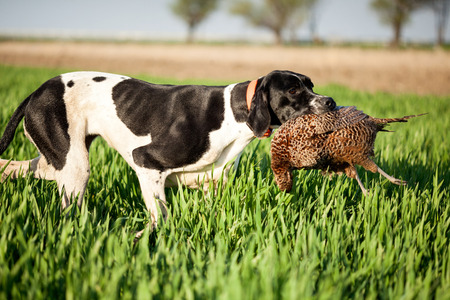 english pointer dog,hunted pheasants and carrying bossの写真素材