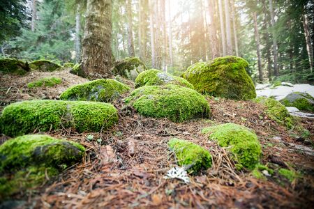 green moss on the rocks in the forestの写真素材