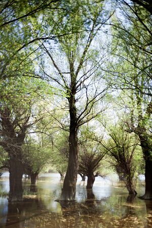River in the forest with reflection of treeの写真素材