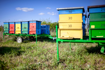 Honey bee hives in nature fieldの写真素材