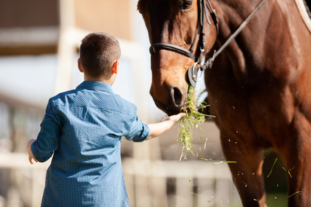 Child feeding beautiful brown horse in a farmの写真素材