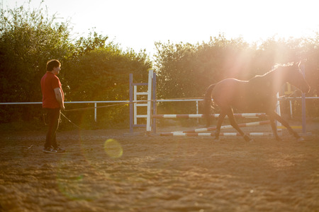 horse trainer with a brown stallionの写真素材