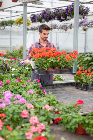 Young smiling florists working in the greenhouseの写真素材