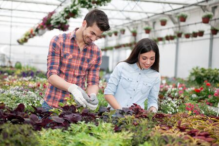 Young smiling florists man and woman working in the greenhouseの写真素材