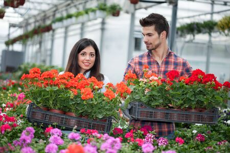 Gardening people, Florist working with flowers in greenhouseの写真素材