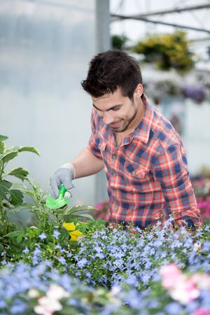 Young smiling florists working in the greenhouseの写真素材