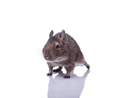 degu pet close up isolated on whiteの写真素材