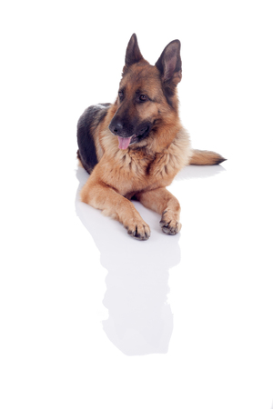 German Shepherd isolated on white background, studio shotの写真素材