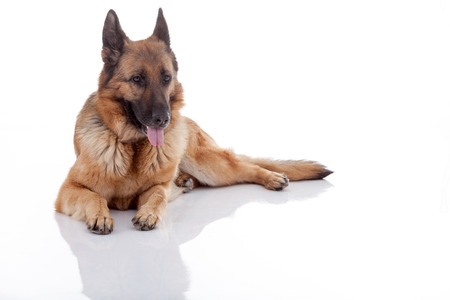 German Shepherd isolated on white background, studio shotの写真素材