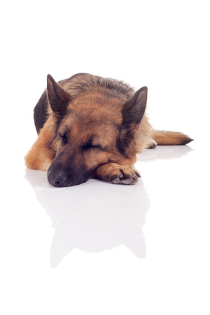 German Shepherd isolated on white background, studio shotの写真素材