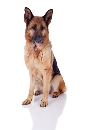 German Shepherd isolated on white background, studio shotの写真素材