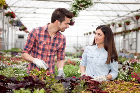 Young smiling florists man and woman working in the greenhouseの写真素材