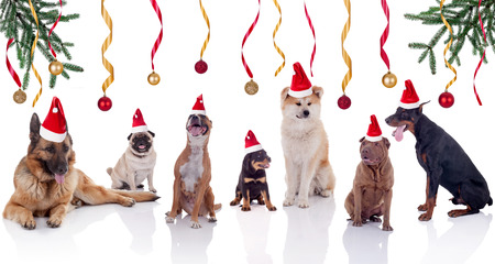 Group of dogs sitting and posing, Xmas and New year conceptの写真素材