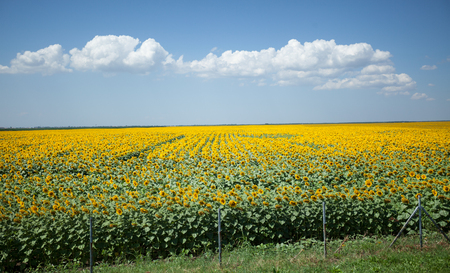big field of blooming sunflowersの写真素材